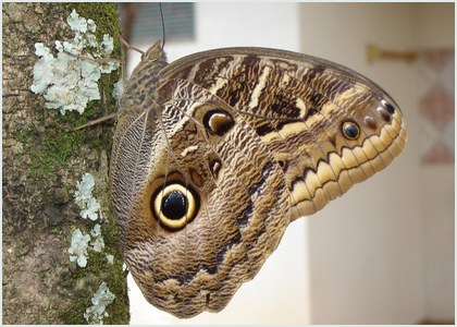 Borboleta