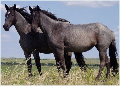 Cavalo