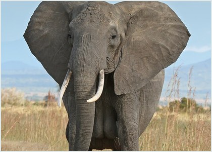 Elefante